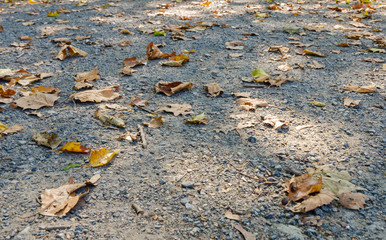 autumn leaves on the ground lit by the sun through the trees