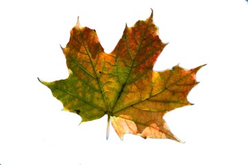 Obraz premium Fall Leaf