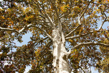 albero