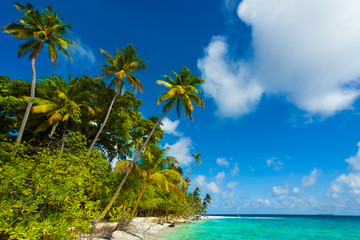 Naklejka na ściany i meble Rest in Paradise - Malediven - Palmenstrand, Himmel und Meer