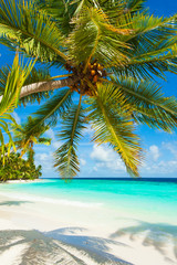 Obraz na płótnie Canvas Rest in Paradise - Malediven - Palme, Palmenschatten, Himmel und