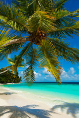 Fototapeta na wymiar Rest in Paradise - Malediven - Palme, Palmenschatten, Himmel und