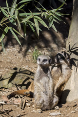 Suricata