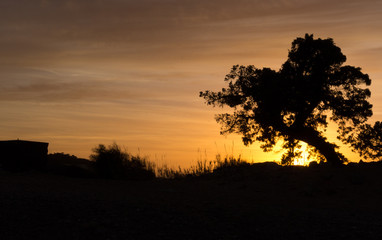 Fototapeta na wymiar silhouette tree