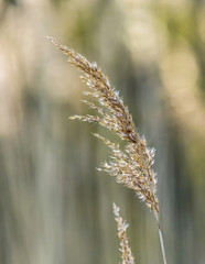 Golden ears of grass