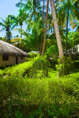 Rest in Paradise - Malediven - Hütte und Palmen auf der Insel