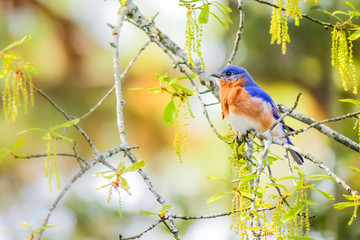 Male Eastern Bluebird