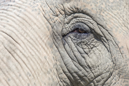 Elefante