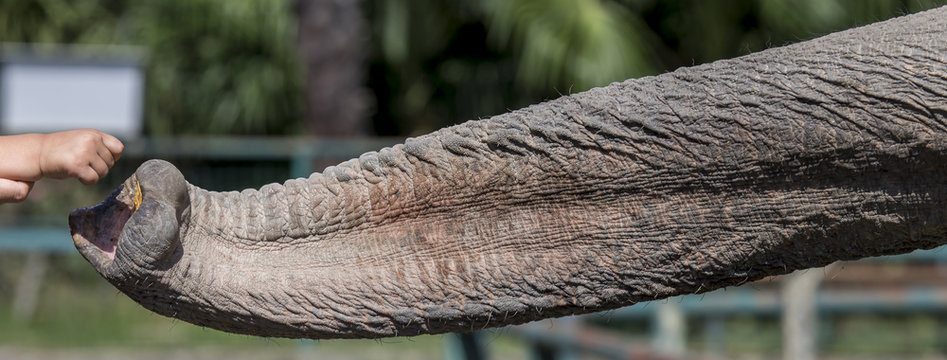 Elefante