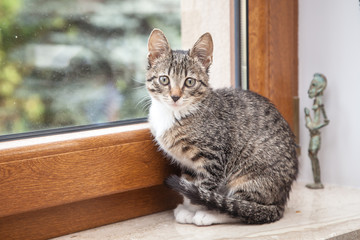 Small grey pet kitten indoor with reflection