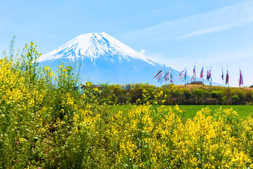 Mount Fuji with colorful carp banners and canola flower field