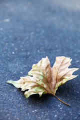 Autumn leaf on asphalt close-up