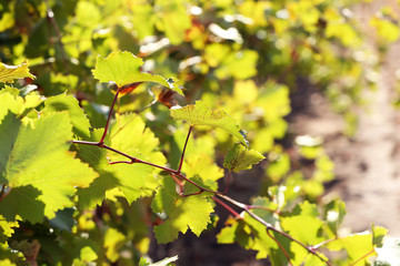 Vineyard plantation