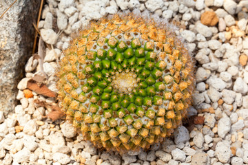 Mammillaria marksiana, Cactaceae, Mexico