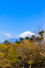 Obraz premium Green forest and Mount Fuji under the blue sky
