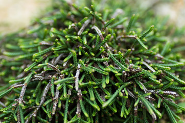 Cassiope, Ericaceae, Japan