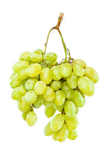 Ripe green grapes hanging against white