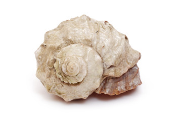 Big seashell