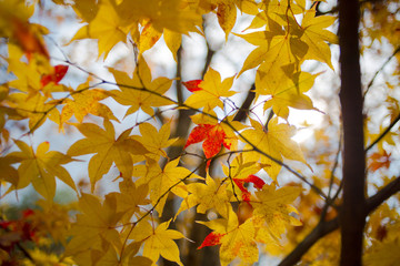 紅葉