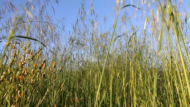 Hierbas verdes de primavera meci&eacute;ndose   con el viento