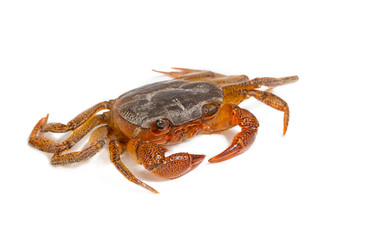 Crab isolated on white