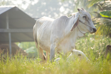 Fototapeta premium cows graze