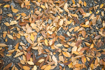 黄葉したケヤキの葉