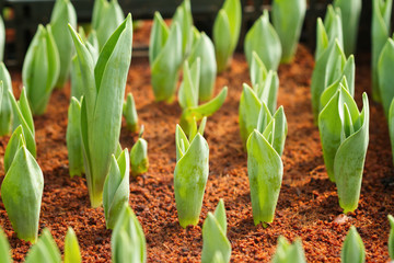 Spring tulip bulbs with green stems in the garden