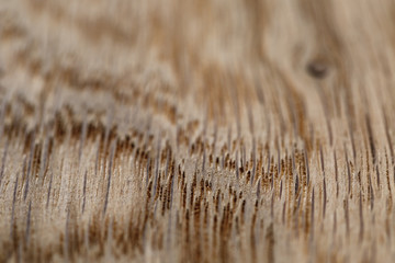 macro photo of structure of oak wood