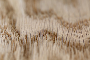 macro photo of structure of oak wood