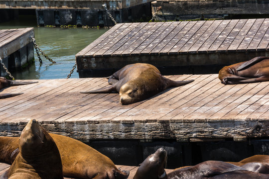 Sea lions sleeping on the piers