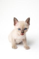 a Kitten on white background