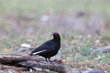 White-winged Chough (Corcorax melanoramphos) in NSW, Australia
