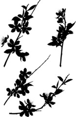 sakura four black simple branch silhouettes