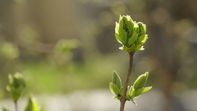 lilac buds in spring
