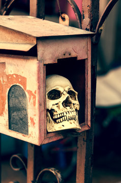 Small Human Skull In Mail Box