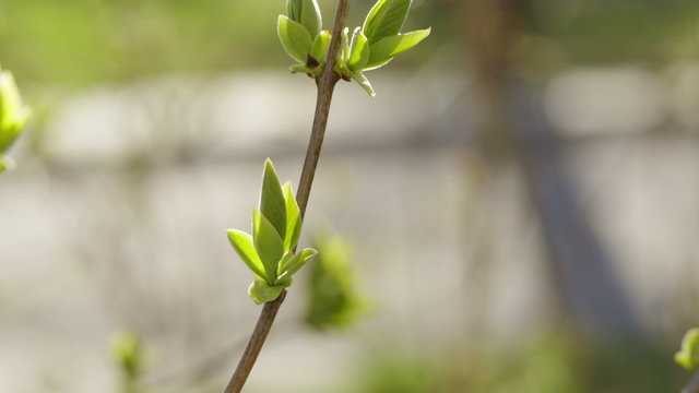 lilac buds in spring