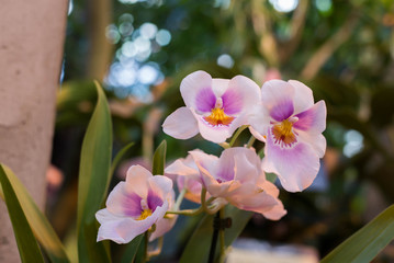beautiful orchid in the room interior
