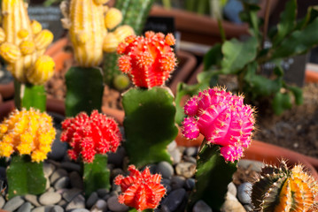 Many flowering cacti in pots, close-up