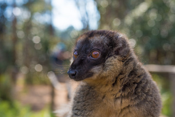 Brown Lemur of Madagascar