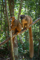 Brown Lemur of Madagascar