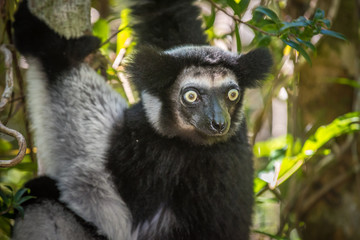 Indri, the largest lemur of Madagascar