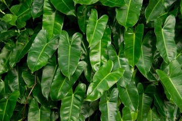 Green leaf ivy texture