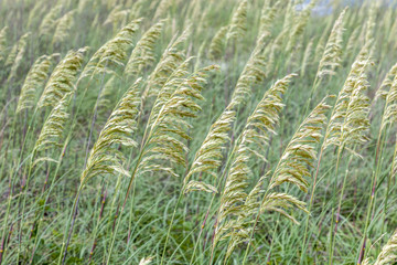 reed grass at the dune