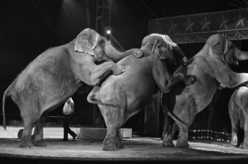 circus elephant