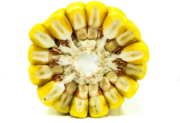 Corn ear, cross section