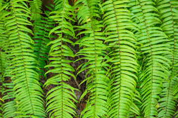 Fern leaves