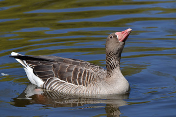 Серый гусь.