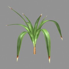 Yucca