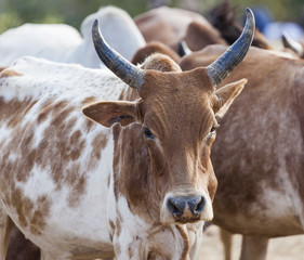 Brahman (or Zebu) bulls get prepared for bull jumping ceremony.